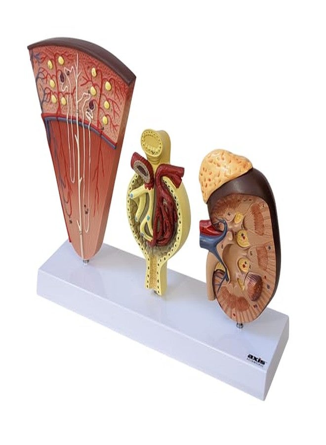 Axis Scientific Kidney Model with Nephrons and Glomerulus - Enlarged Nephrons and Glomerulus - Perfect for Anatomy Students, Urologists, Patient Consultation - Includes Full Color Study Guide - Image 2